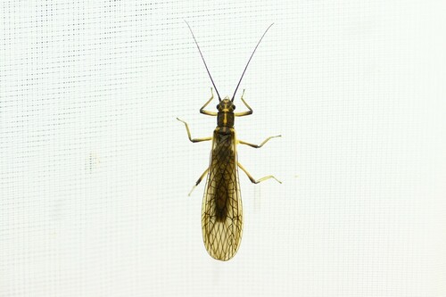 Stavsolus