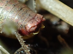 Gammarotettix aesculus