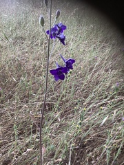 Delphinium hesperium