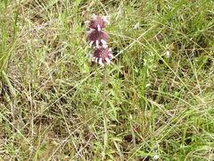 Monarda clinopodioides