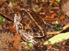 Painted Burrowing Frog photo 2