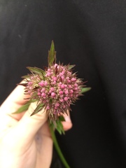 Valeriana officinalis