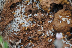 Camponotus baldaccii