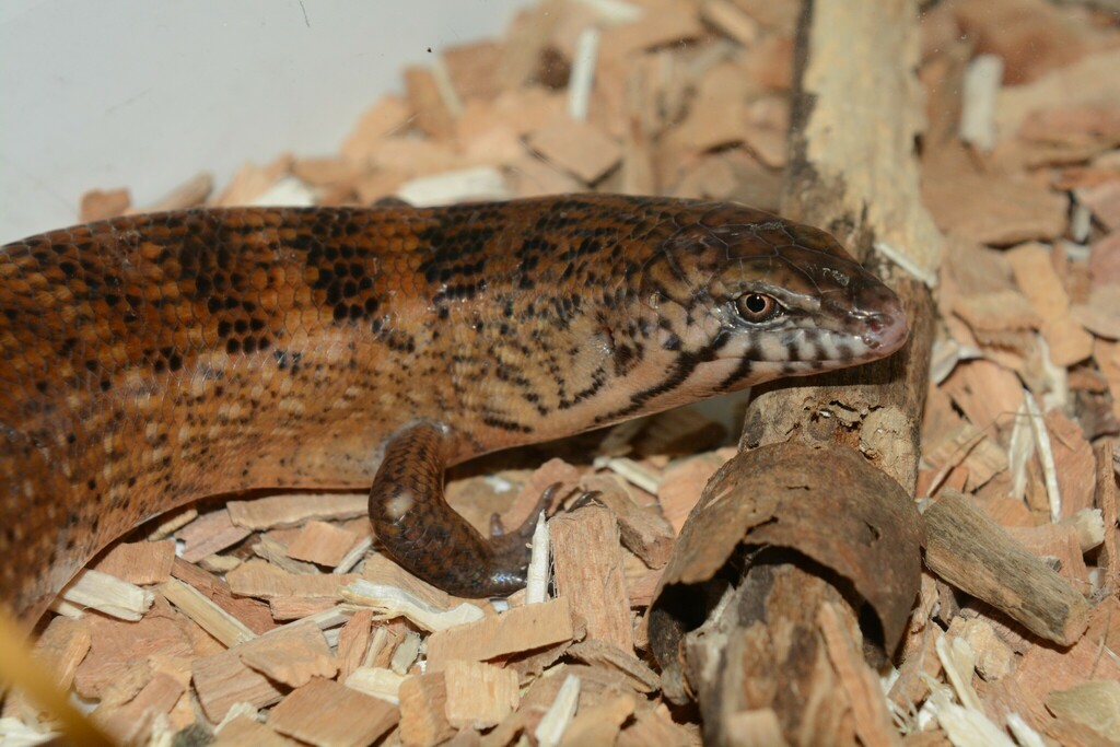 Odd-chinned Giant Skink