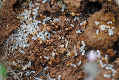 Camponotus baldaccii