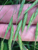 Meadow Brome - Photo (c) Corey Lange, some rights reserved (CC BY-NC), uploaded by Corey Lange