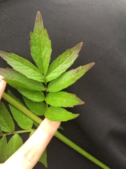 Valeriana officinalis