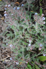 Alkanna sieberi