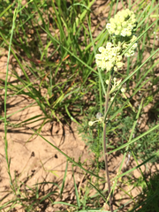 Asclepias stenophylla