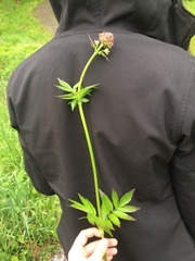 Valeriana officinalis