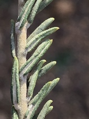 Phylica strigulosa