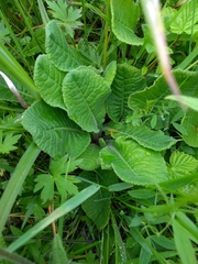 Primula elatior
