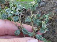 Gossypianthus lanuginosus
