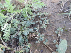 Gossypianthus lanuginosus