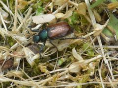 Phyllopertha horticola