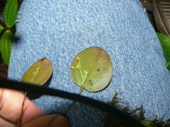Lepanthes pecunialis