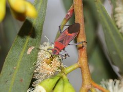 Leptocoris mitellatus