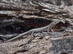 Cryptoblepharus pannosus