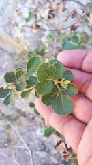 Searsia populifolia