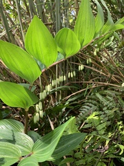 Polygonatum arisanense