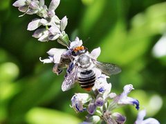 Megachile chrysopyga