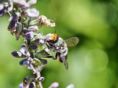 Megachile chrysopyga