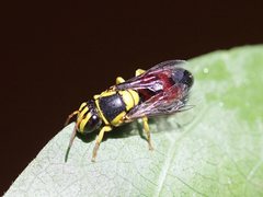 Hylaeus dromedarius