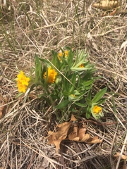 Lithospermum canescens