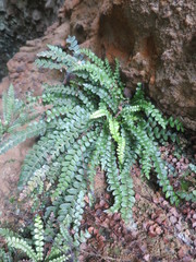 Blechnum blechnoides