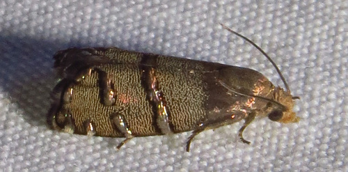 Longleaf Pine Seedworm Moth photo 2
