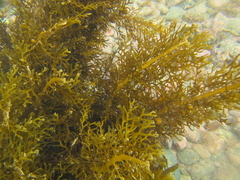 Carpophyllum plumosum