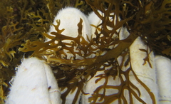 Carpophyllum plumosum