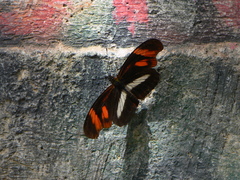 Podotricha telesiphe