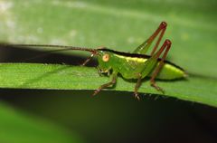 Conocephalus longipes