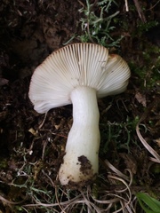 Russula puellaris