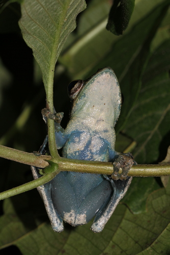 African foam-nest tree frog