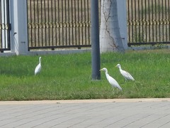 Bubulcus ibis