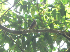 Knipolegus poecilurus
