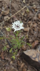 Blepharipappus scaber