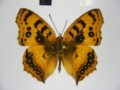 Catacroptera cloanthe cloanthe