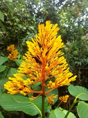 Palicourea guianensis