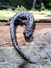 Plethodon welleri