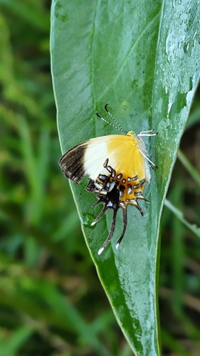 Gnidus Metalmark