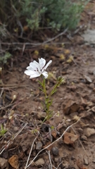Blepharipappus scaber