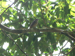 Knipolegus poecilurus