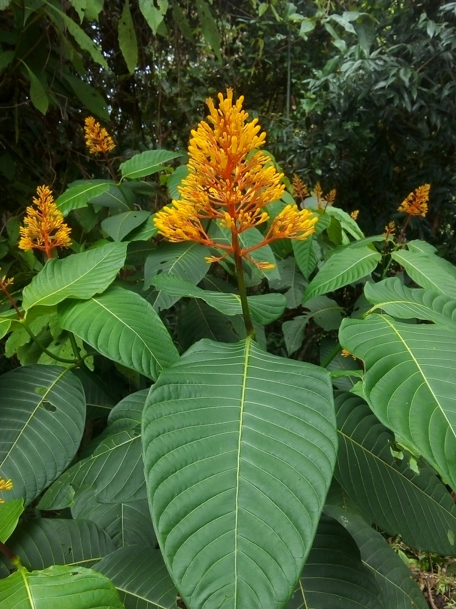 Palicourea