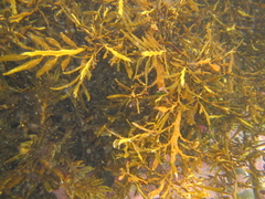 Carpophyllum maschalocarpum