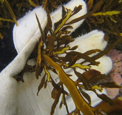 Carpophyllum maschalocarpum