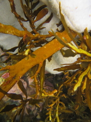 Carpophyllum maschalocarpum