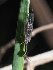 Xanthostigma xanthostigma